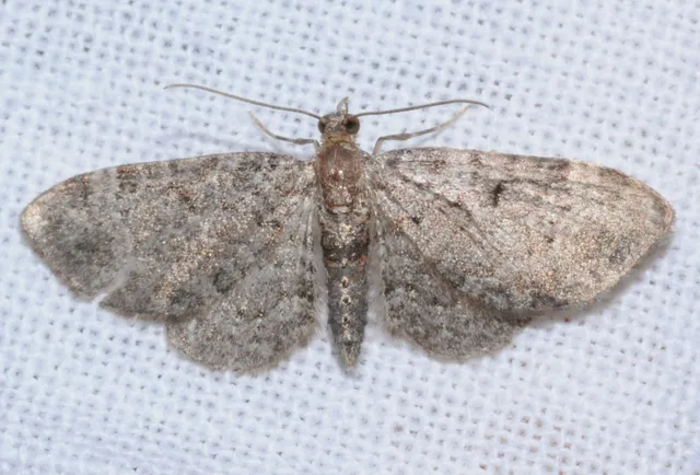 Pasiphila chloerata - hamvas törpearaszoló