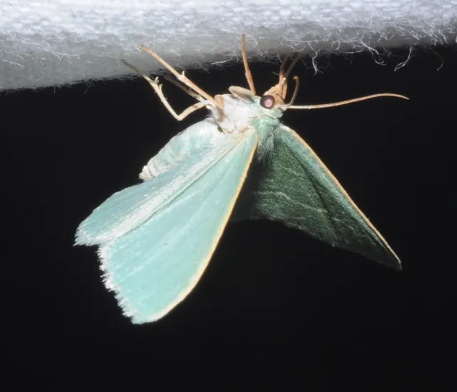 Phaiogramma etruscaria - fehérpettyes zöldaraszoló