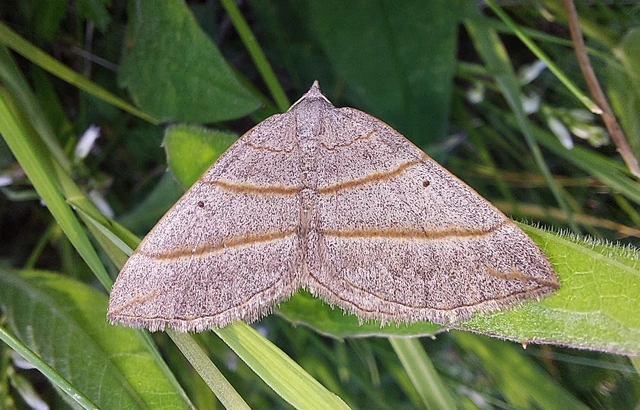 Scotopteryx mucronata/luridata/ignorata
