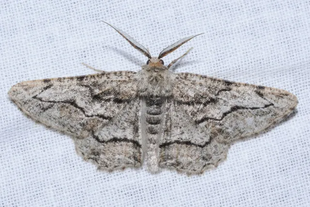 Synopsia sociaria - ürömaraszoló