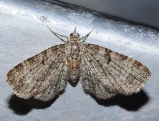 Pasiphila chloerata - hamvas törpearaszoló