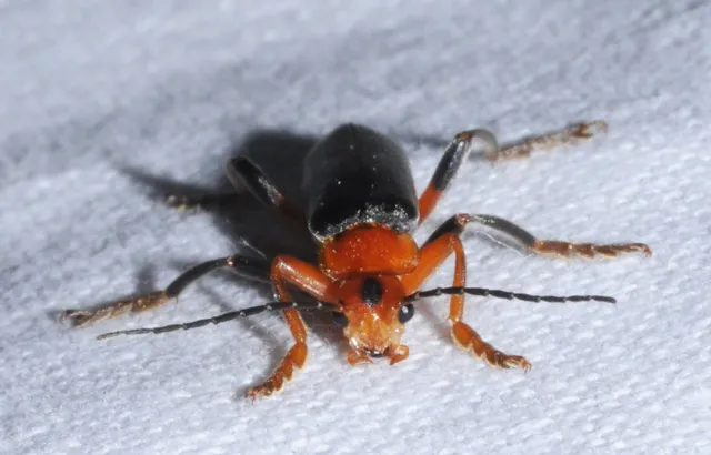 Cantharis livida - mezei lágybogár