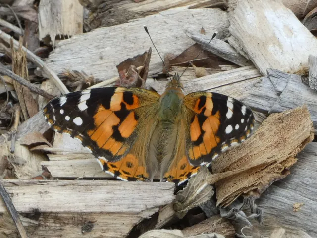 Vanessa cardui - bogáncslepke