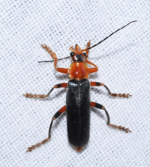 Cantharis livida - mezei lágybogár
