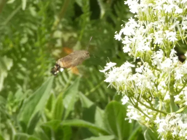 Macroglossum stellatarum - kacsafarkú szender