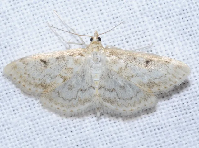 Anania perlucidalis - lápréti tűzmoly