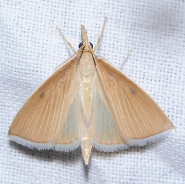 Sclerocona acutellus - hegyesszárnyú tűzmoly