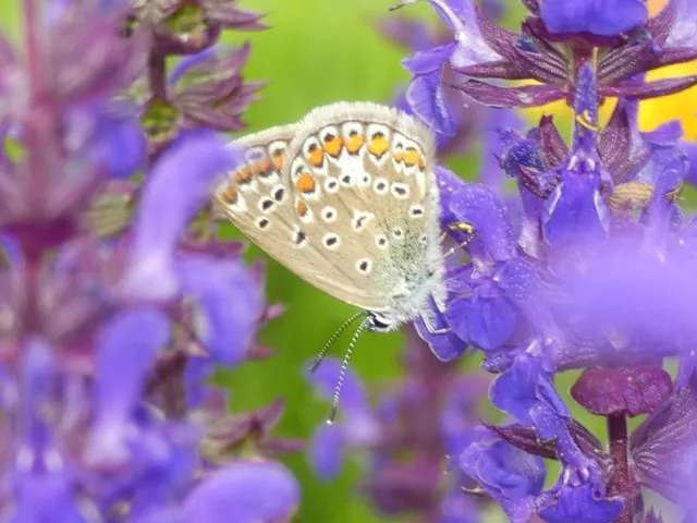 Polyommatus icarus - közönséges boglárka