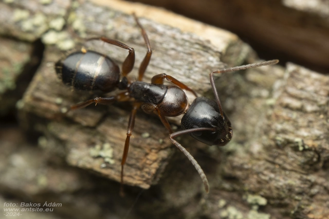 Camponotus fallax - ligeti lóhangya