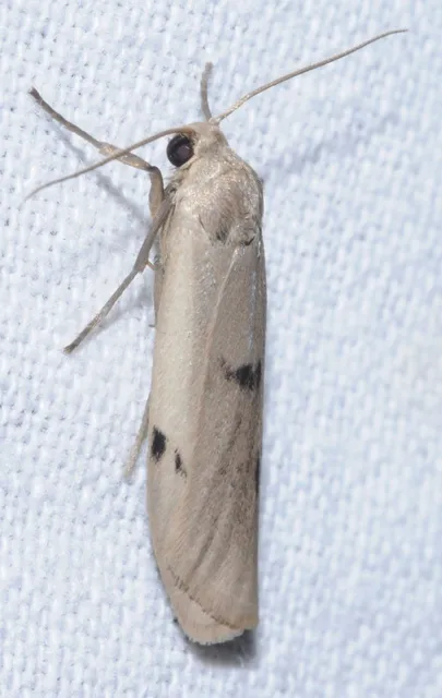 Pelosia muscerda - hamvas zuzmószövő