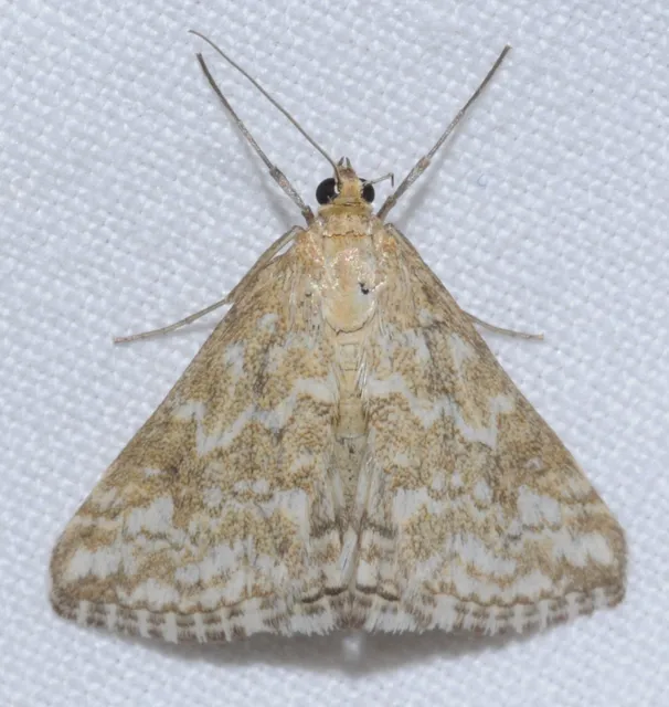 Evergestis frumentalis - tavaszi dudvamoly