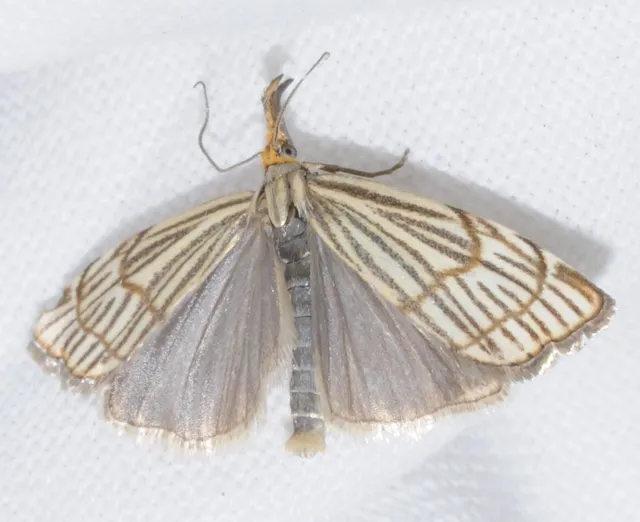 Chrysocramboides craterella - rácsos fűgyökérmoly