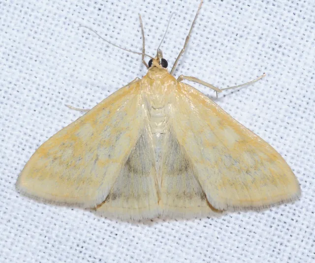 Sitochroa verticalis - világossárga dudvamoly