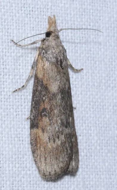 Lamoria