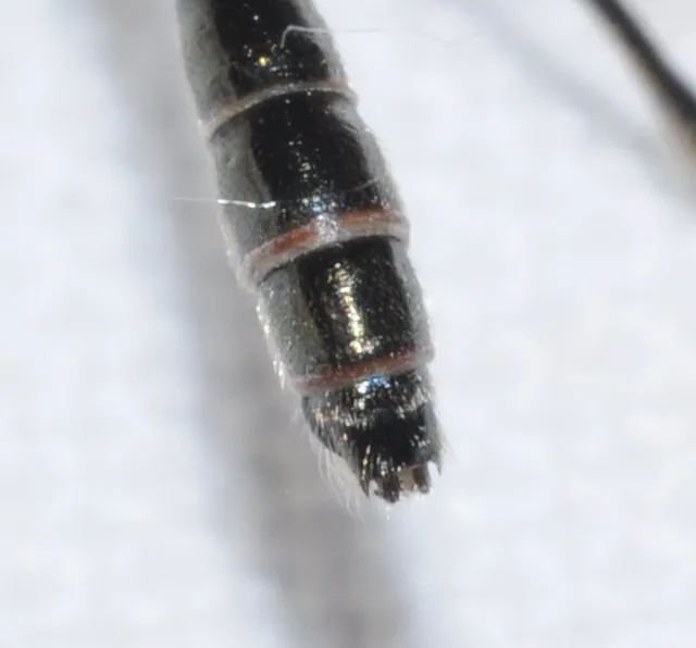 Dioctria rufipes