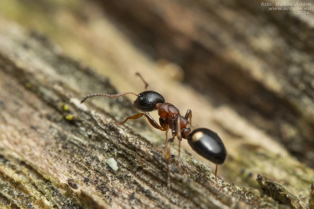 Dolichoderus quadripunctatus - négypettyes erdeihangya