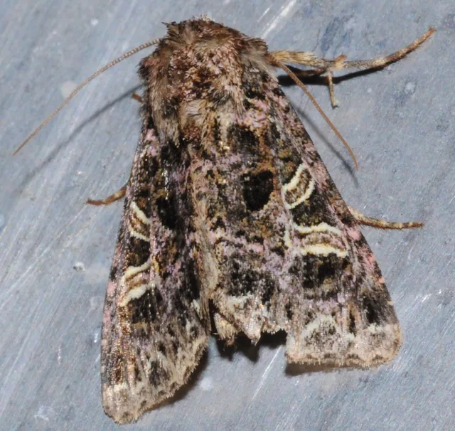 Sideridis rivularis - vörhenyes szegfűbagoly