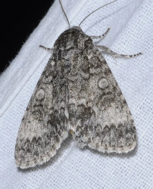 Acronicta megacephala - nagyfejű szigonyosbagoly