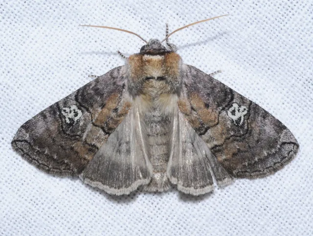 Tethea ocularis - pápaszemes pihésszövő
