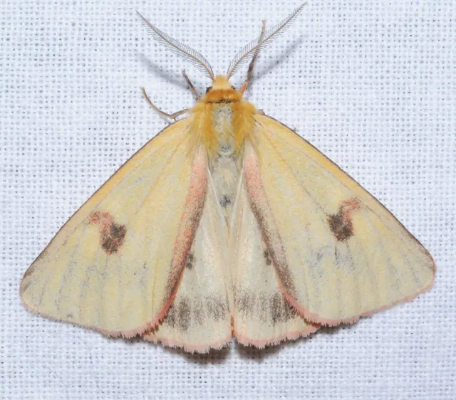 Diacrisia sannio - vörösszélű medvelepke
