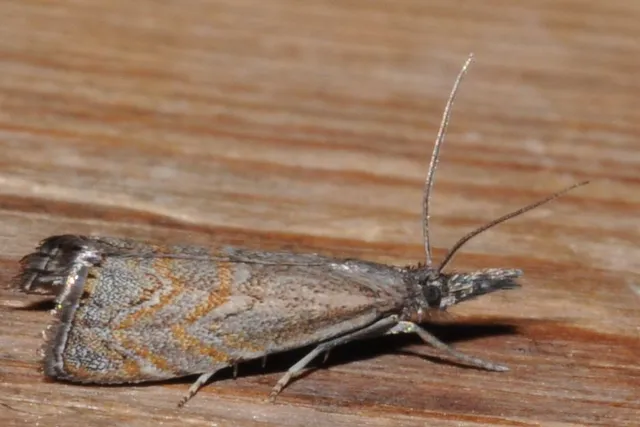 Platytes cerussella - törpe fűgyökérmoly