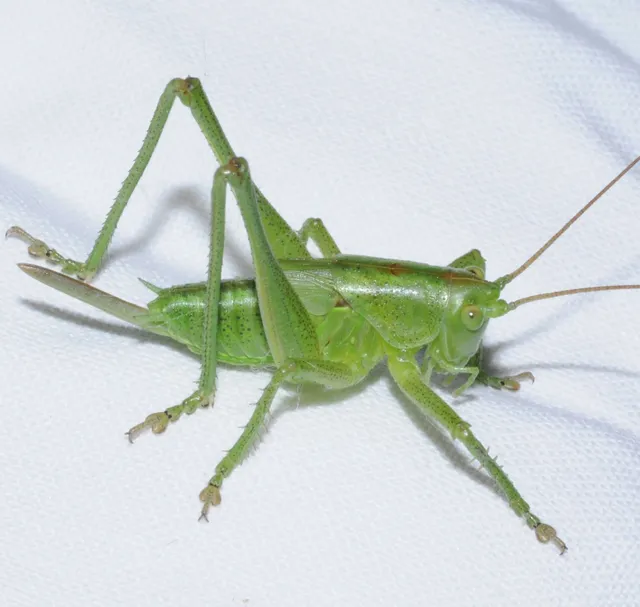 Tettigonia viridissima - zöld lombszöcske