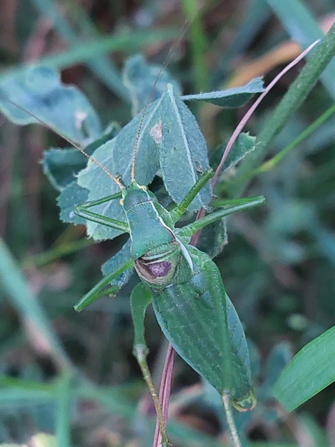 Isophya costata - magyar tarsza