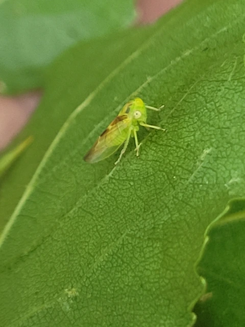 Populicerus