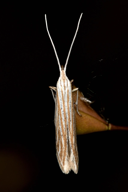 Coleophora