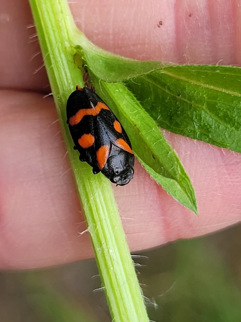 Cercopis arcuata/sanguinolenta