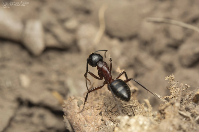 Camponotus ligniperda - faodvasító lóhangya