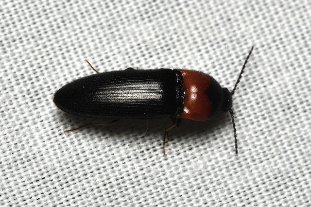 Ampedus sinuatus - felemásnyakú pattanó