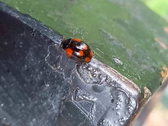 Adalia bipunctata - kétpettyes katica