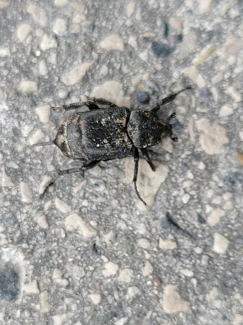 Valgus hemipterus - suta virágbogár