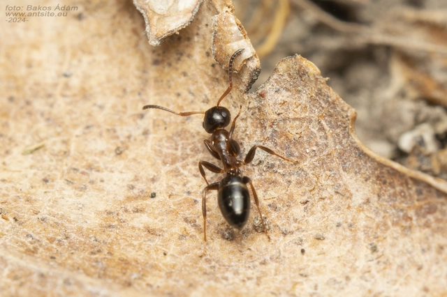 Colobopsis truncata - kapushangya