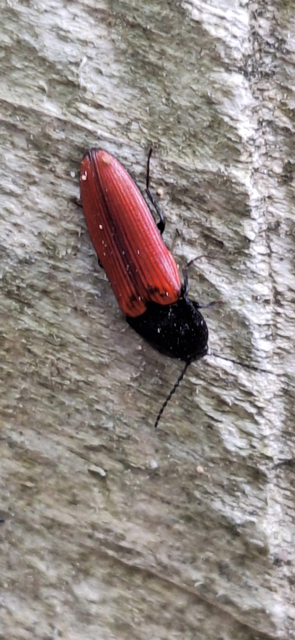 Ampedus