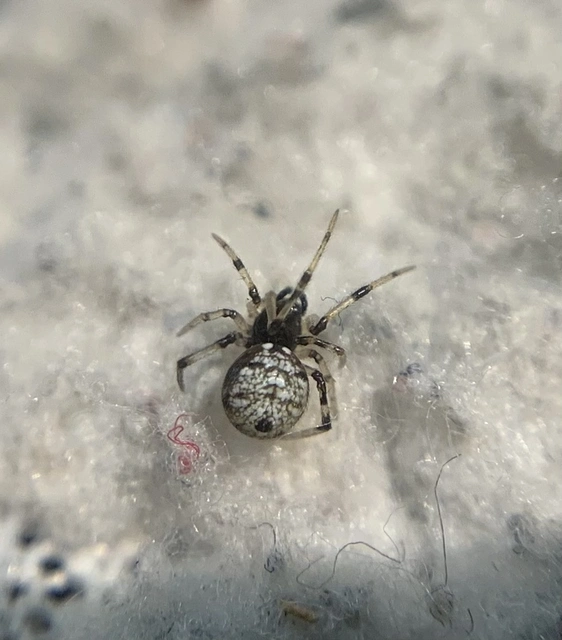 Neottiura suaveolens