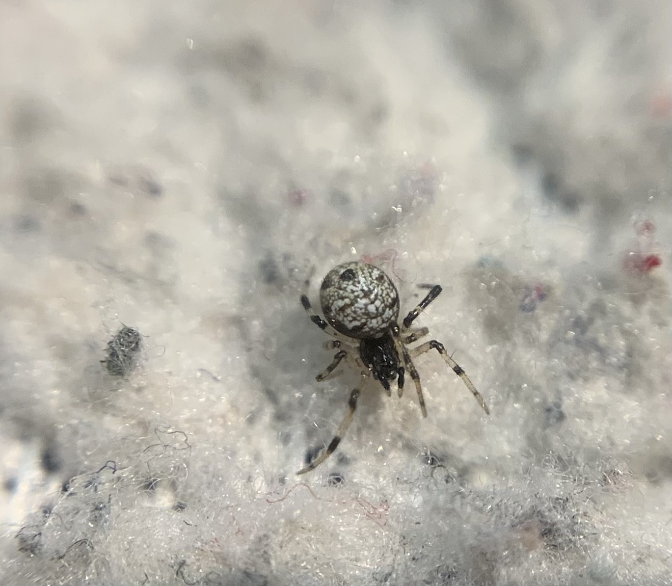 Neottiura suaveolens