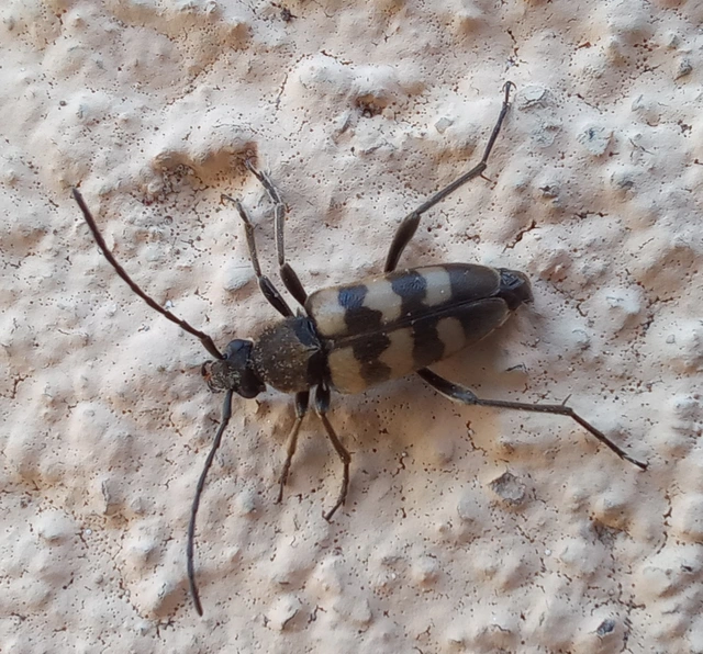Pachytodes erraticus - rajzos virágcincér