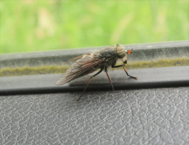 Hybomitra