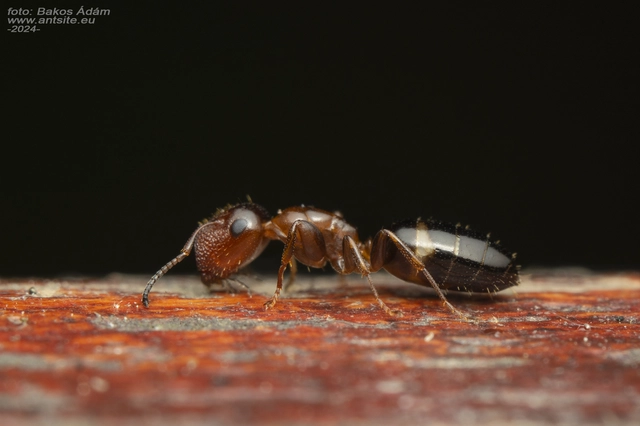 Colobopsis truncata - kapushangya