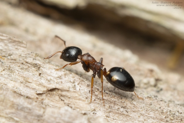 Dolichoderus quadripunctatus - négypettyes erdeihangya