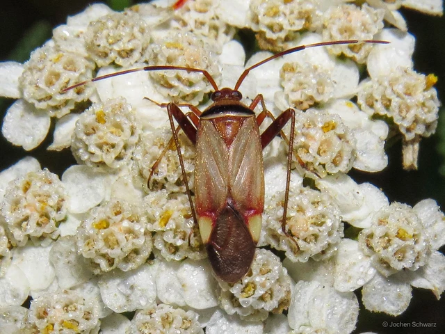 Adelphocoris vandalicus - feketevállú mezeipoloska