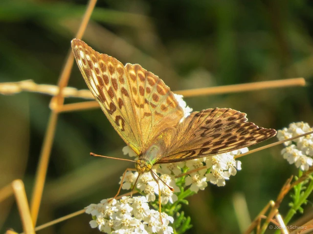 Argynnis paphia - nagy gyöngyházlepke