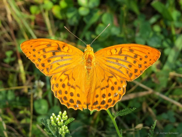 Argynnis paphia - nagy gyöngyházlepke