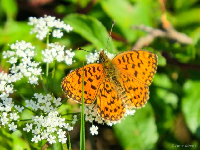 Boloria selene - fakó gyöngyházlepke