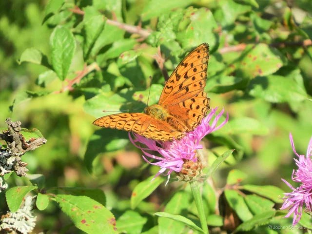 Argynnis adippe - ezüstös gyöngyházlepke