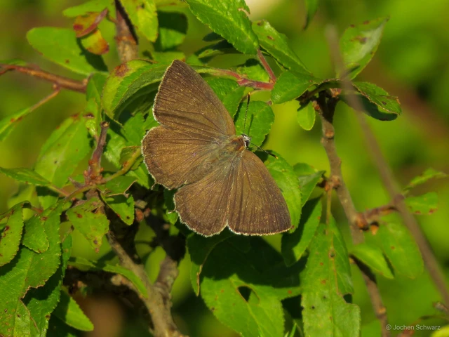 Neozephyrus quercus - tölgyfalepke