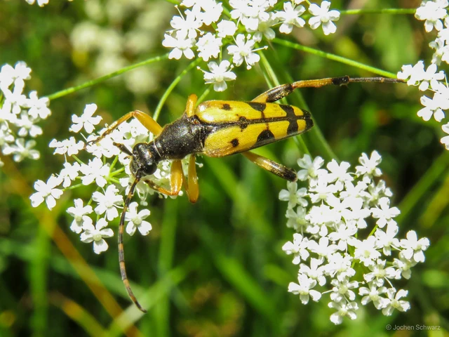 Rutpela maculata - tarkacsápú karcsúcincér