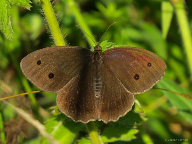 Minois dryas - fekete szemeslepke